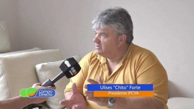 Campo Directo Faena de Novillos livianos