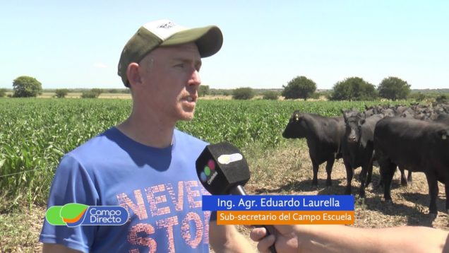 Campo Directo Estrategia de alimentación en Bovinos