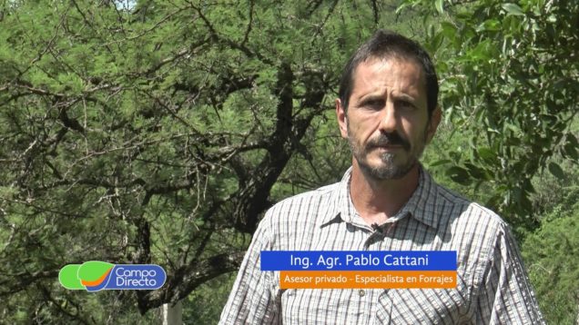 Campo Directo | Verdeos de Verano