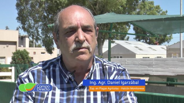 Campo Directo | Alerta por orugas y trips