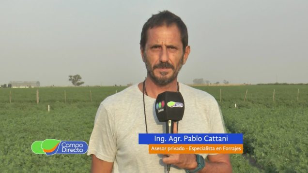 Campo Directo | Espacio Forrajero | Siembra de Alfalfa – Analizar su destino