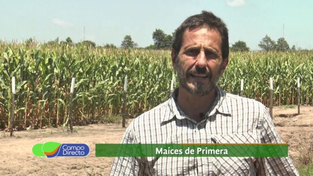 Campo Directo | Espacio Forrajero |  Opciones para los maíces de primera