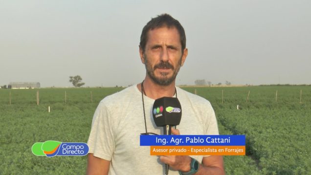 Campo Directo | Densidad óptima en siembra de alfalfa