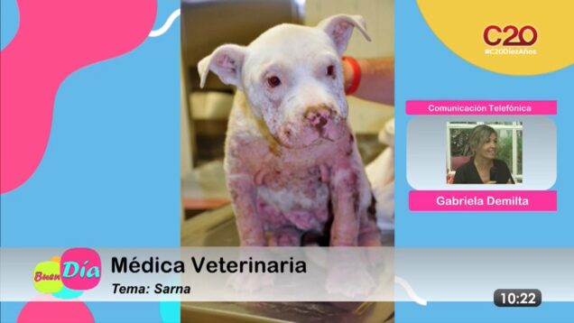 Buen Día | Gabriela Demilta | Médica Veterinaria
