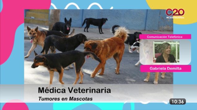 Buen Día | Gabriela Demilta | Médica Veterinaria
