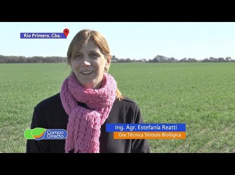 Campo Directo | Ensayo de Inoculantes y zinc biológicos en trigo