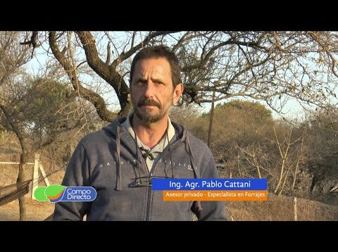 Campo Directo | Interpretación de análisis para los silajes confeccionados