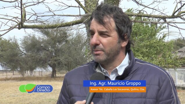 Campo Directo | Los Socavones prepara el Gran Remate Anual Braford