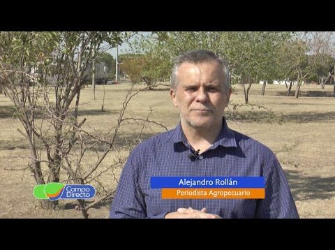 Campo Directo | Buenas noticias para el cerdo