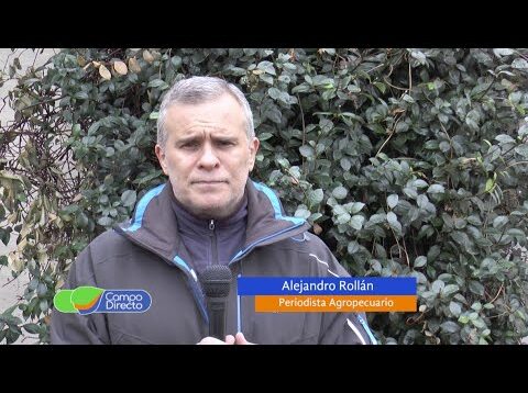 Campo Directo | Crecen las exportaciones y se revaloriza el novillo pesado