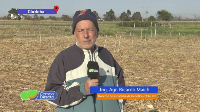 Campo Directo | Maíz, más vale tarde que nunca