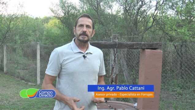 Campo Directo | Densidad de siembra de maíz para silo