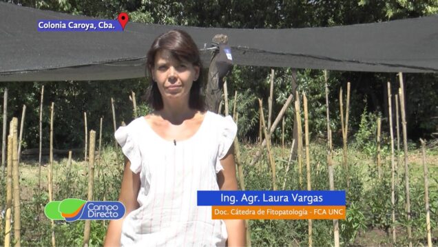 Campo Directo | Huerta en verano | Los tutores en nuestras plantas