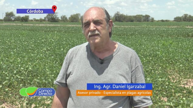Campo Directo | Ataques de bolillera y cogollera en febrero