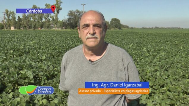 Campo Directo | Panorama de plagas: Alerta para cogolleras, bolilleras y polillas defoliadorasv