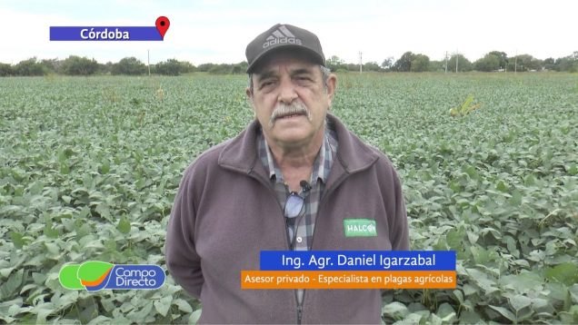Campo Directo | Plagas en marzo | Preocupación por Trips en Soja