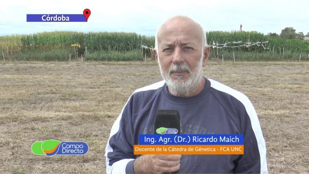 Campo Directo | Ensayos de Maíz: fechas de siembra, densidad y fertilización