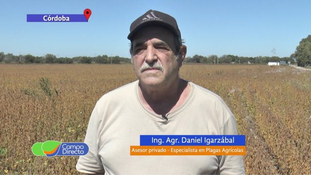 Campo Directo | Lo que dejó en plagas esta campaña gruesa