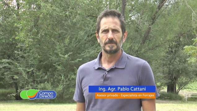 Campo Directo | Silaje de Soja