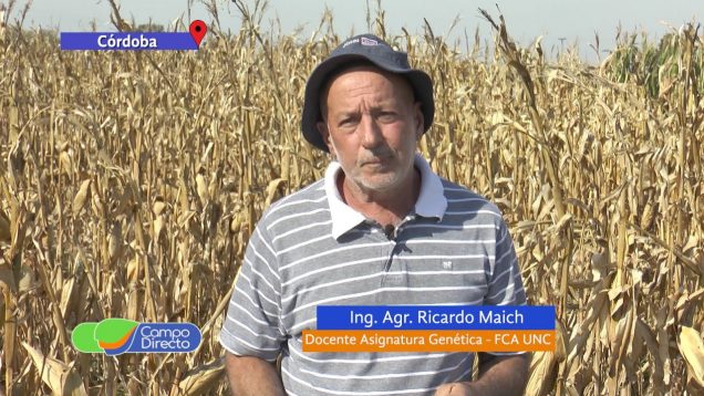 Campo Directo | No es lo mismo la fertilización con nitrógeno