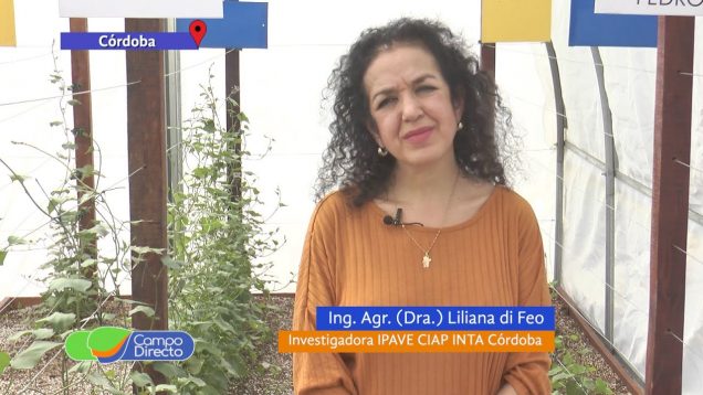 Campo Directo | Batata con sanidad controlada