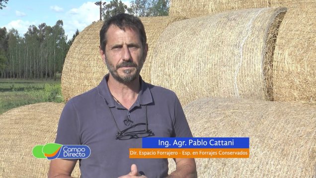 Campo Directo | Elección de variedades de sorgo