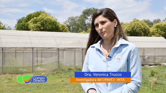 Campo Directo | Nuevo virus en lavanda