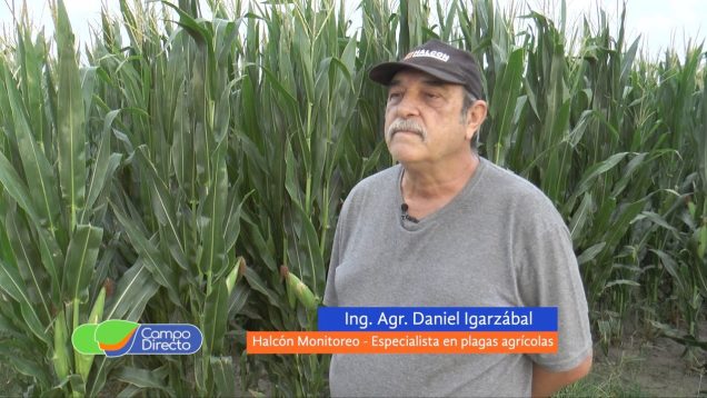 Campo Directo | Cuidado con arañuelas, trips y medidoras