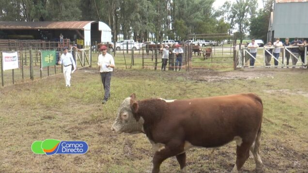 Campo Directo | Primera Jura Fenotípica Hereford del año en la UCC