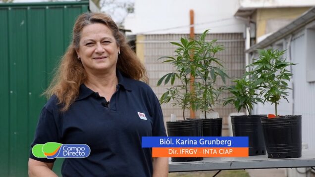 Campo Directo | El IFRGV del INTA trabaja en la detección de cannabinoides