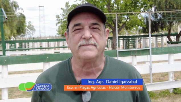 Campo Directo | Hay fuerte presencia de bicho bolita por falta de humedad