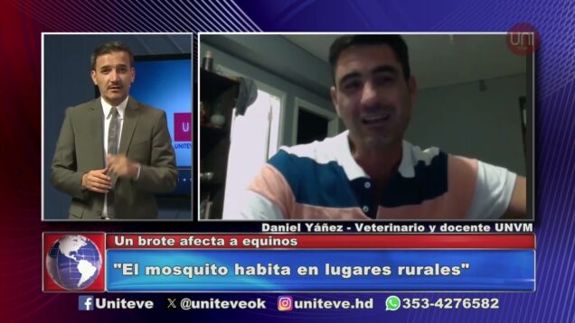 Uniteve Noticias | Brote de encefalomielitis en caballos: cómo se transmite la enfermedad
