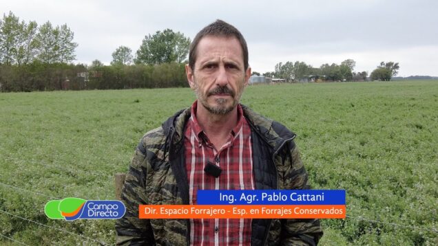 Campo Directo | Comienza el uso intensivo de alfalfa