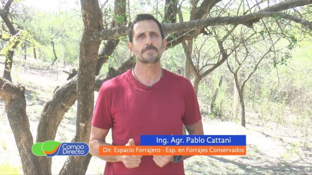 Campo Directo | Cultivos de verano para ensilar