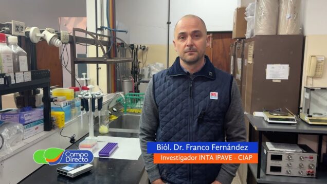 Campo Directo | Investigadores del INTA secuenciaron el genoma de la chicharrita del maíz