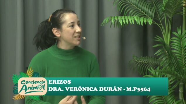 Conciencia Animal | Erizos – Dra. Verónica Durán M. P. 3564
