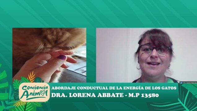 C20 Noticias | Conciencia Animal – Abordaje conductual de la energía de los gatos – Dra. Lorena Abbate