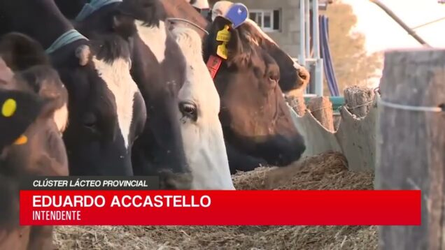 C20 Noticias | Clúster lácteo provincial – Eduardo Accastello