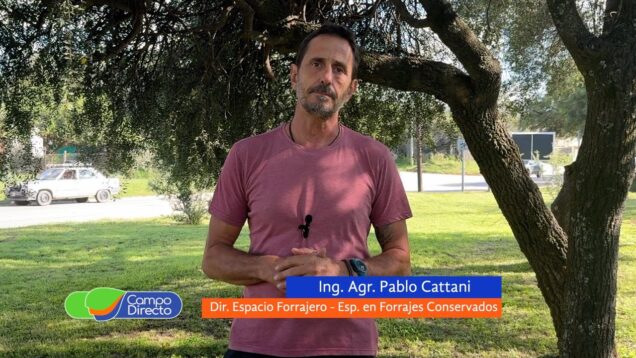 Campo Directo | Época de sembrar alfalfa: claves para una siembra eficiente