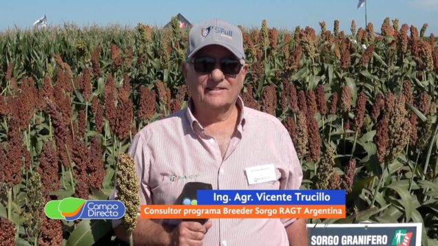 Campo Directo | Expo RAGT 2025 | Sorgos con tolerancia al pulgón amarillo