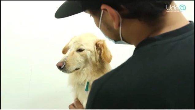 Uniteve Noticias | Charla sobre adopción responsable de animales de compañía