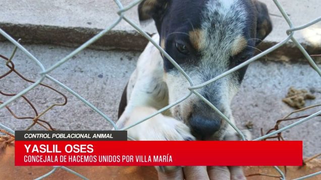C20 Noticias | Control poblacional animal – Yaslil Oses