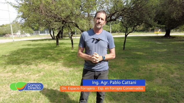 Campo Directo | Siembra de alfalfa: claves para lograr una implantación eficiente en otoño