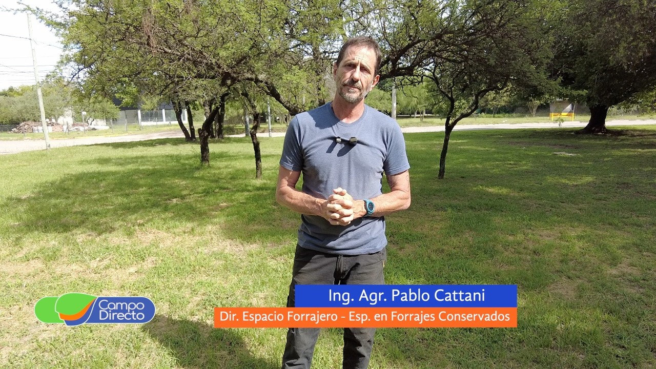 Campo Directo | Siembra de alfalfa: claves para lograr una implantación eficiente en otoño